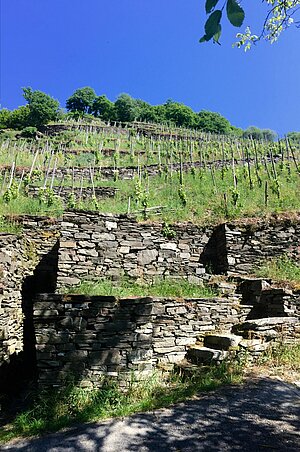 Weinreben und Weinbergsmauern in der Schreiberlay auf dem Goetheberg beim Ort Obernhof im Jahr 2018.