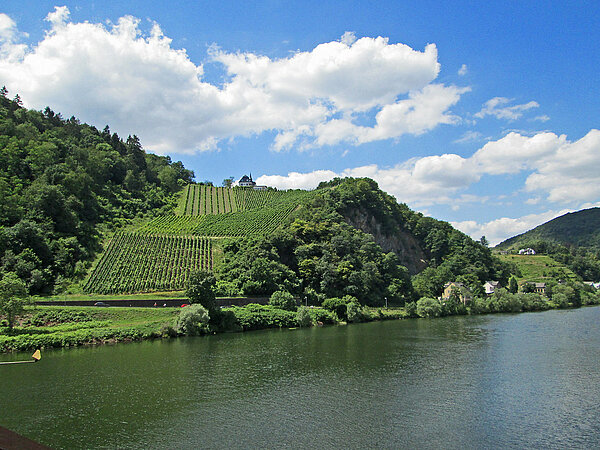 Am Fluss gelegener steiler Weinberg.