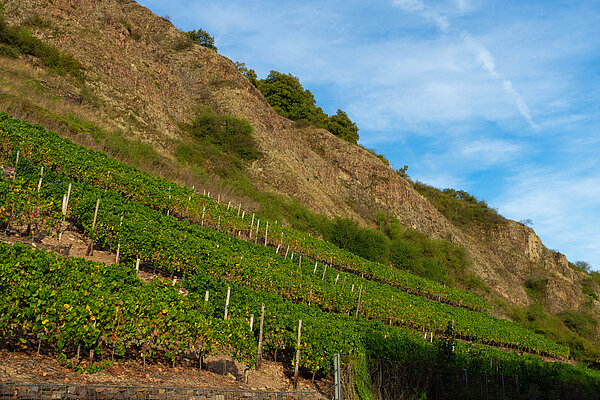 Das Felsmassiv Rotenfels, an dessen Sockel Weinreben.