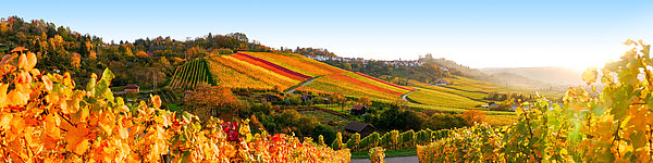 Blick auf Hügel mit Weinreben im Sonnenuntergang.