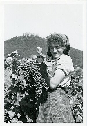 Weinlese in einem Weinberg unterhalb des Hambacher Schlosses in den 1930er Jahren.