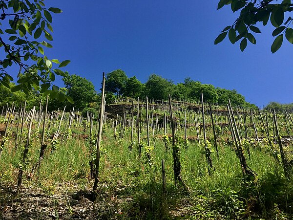 Weinreben auf dem Obernhofer Goetheberg im Sommer im Jahr 2018.