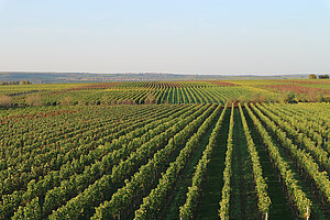 Weinrebenreihen nahe der Stadt Bad Dürkheim in der Pfalz.