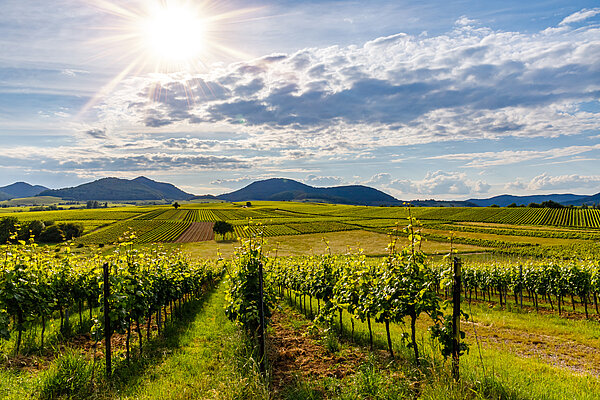 Weinberge im Sommer entlang der Deutschen Weinstraße in der Pfalz, im Hintergrund die Haardt.