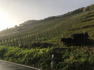 Weinreben auf dem Goetheberg bei Obernhof im Sommerregen im Jahr 2018.