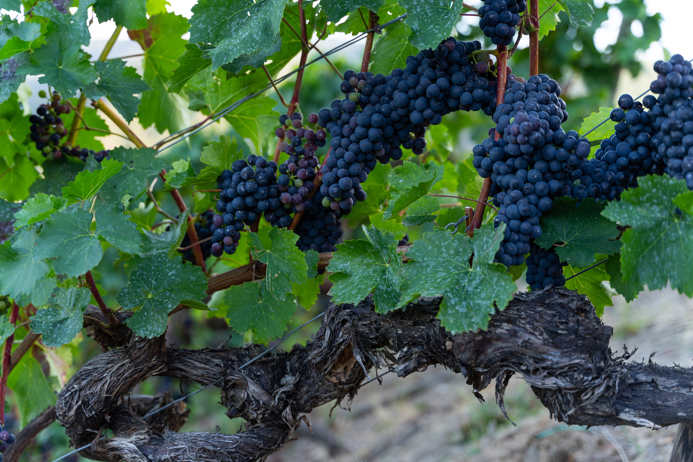 Trauben in den Weinbergen entlang des Rotweinwanderwegs im Ahrtal.