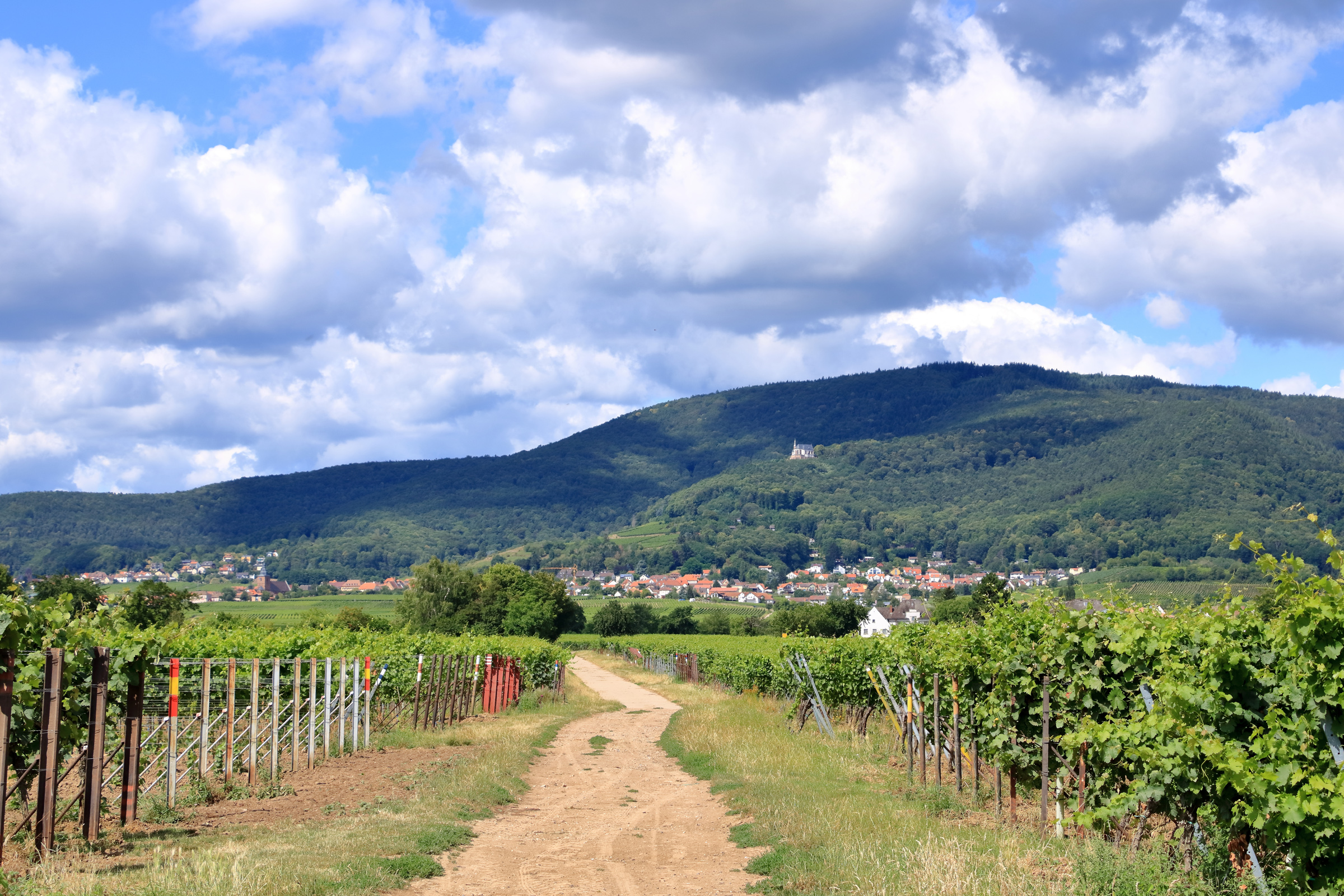 Weinberge in der Pfalz bei Rhodt unter Rietburg, Hainfeld, Burrweiler, Weyher, Edenkoben, Edesheim an der Weinstraße.