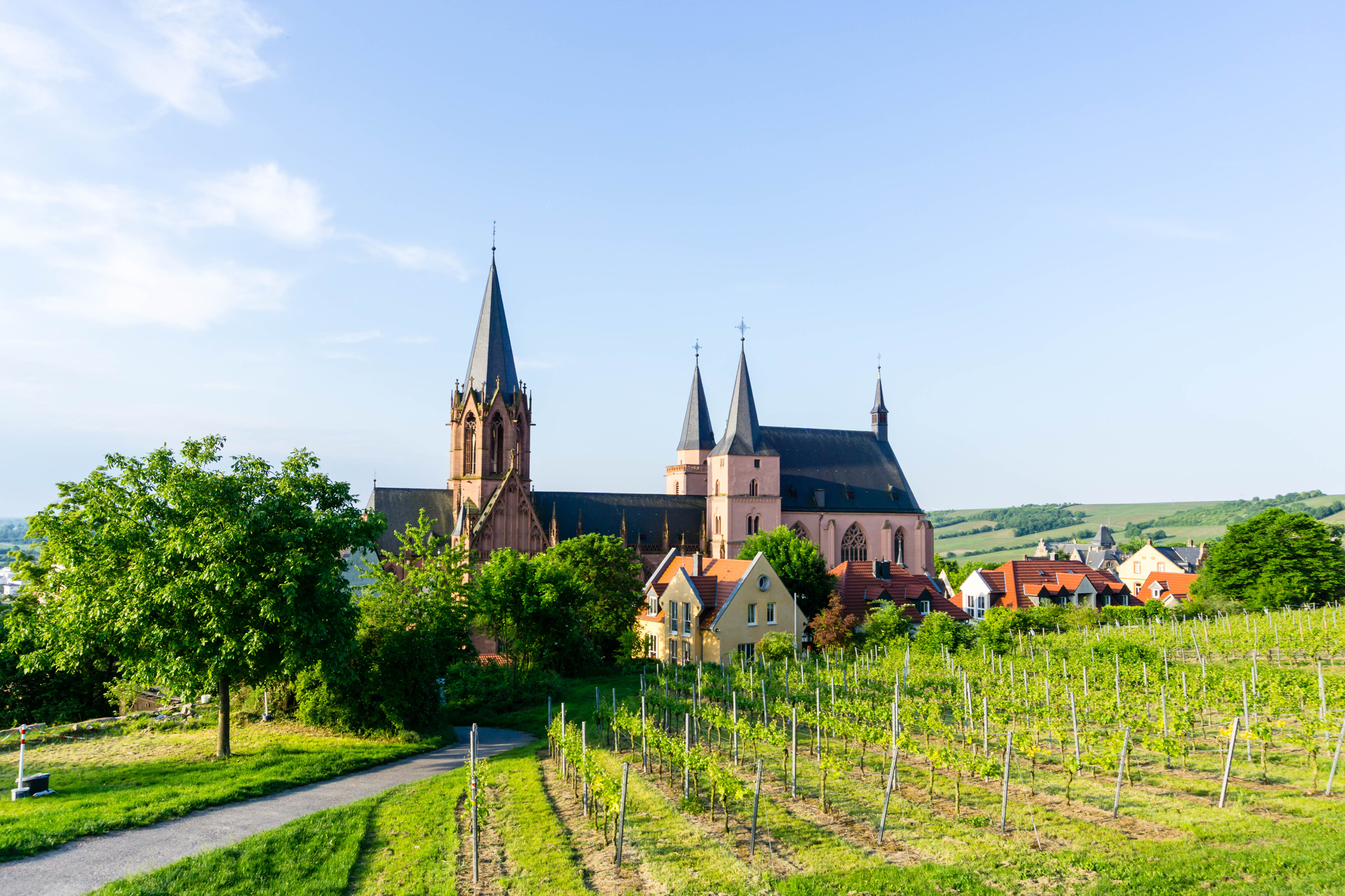 Katharinenkirche in Oppenheim mit Weinbergen im Vordergrund.