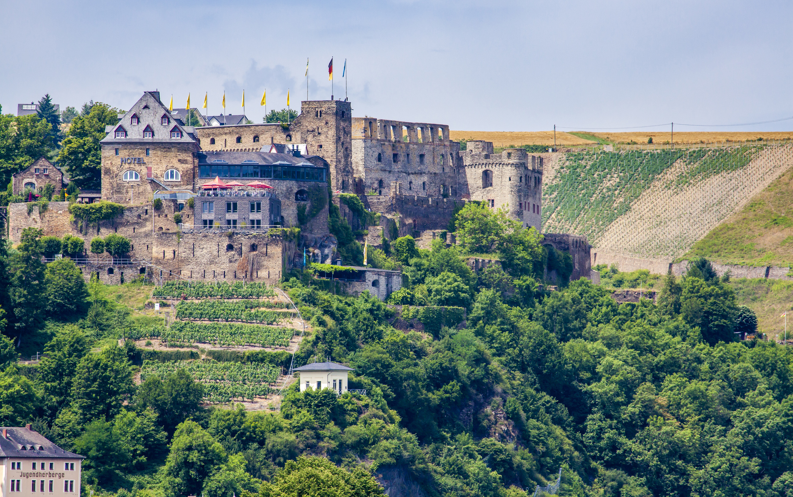 Noch heute zeugen Weinreben direkt unterhalb der Ruine von der engen Verbindung der Rheinfels zum Wein.